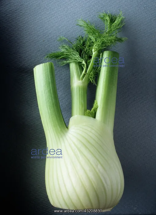  : Fennel bulb, Florence fennel