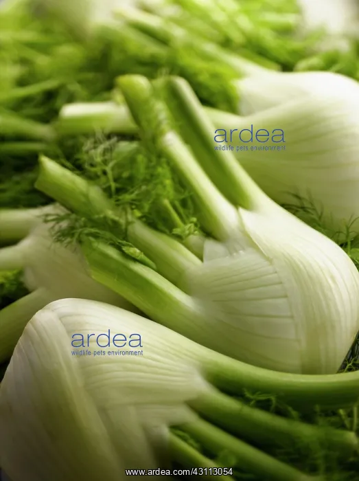 : Fennel bulb, Florence fennel, Foeniculum vulgare : Fennel bulb, Florence fennel, Foeniculum vulgare