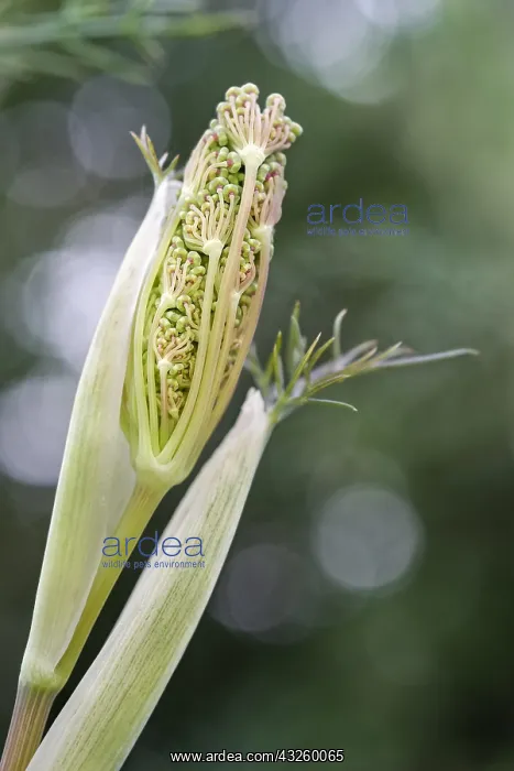  : Fennel flower bud opening, Norfolk UK