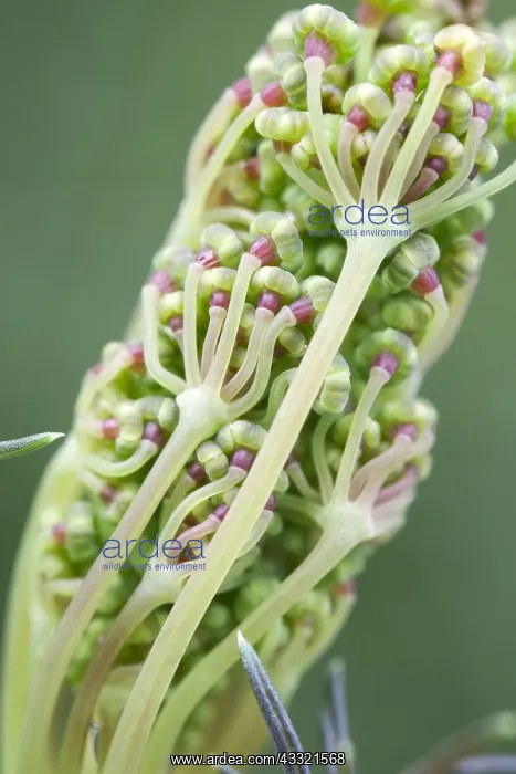  : Fennel flower bud opening, Norfolk UK