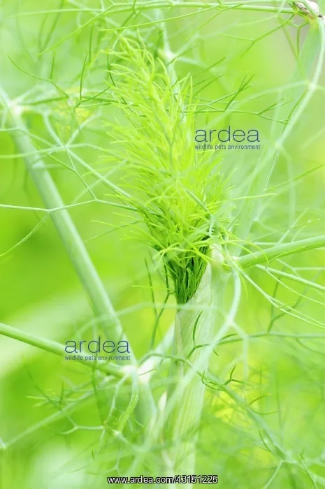 : Fennel, Foeniculum vulgare, Close up detail showing network : Fennel, Foeniculum vulgare, Close up detail showing network