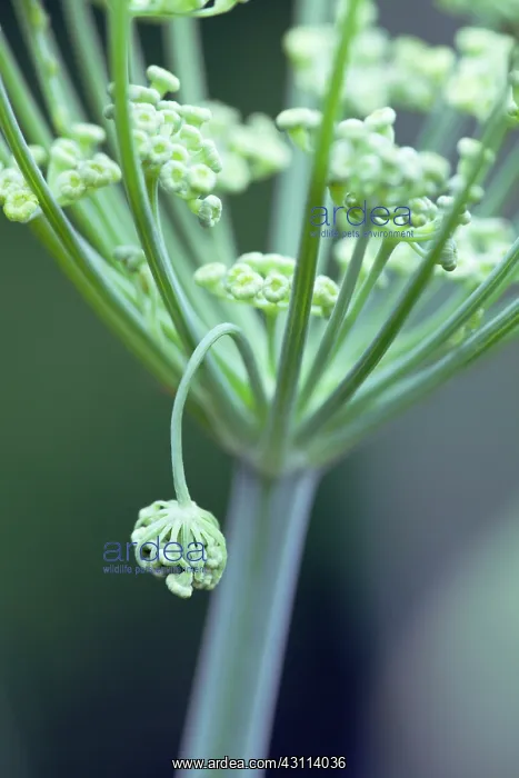: Fennel, Foeniculum vulgare, Close view of the structure : Fennel, Foeniculum vulgare, Close view of the structure