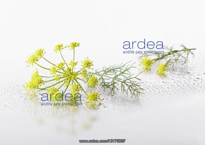 : Fennel, Foeniculum vulgare flowering umbel with : Fennel, Foeniculum vulgare flowering umbel with