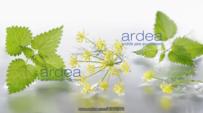 : Fennel, Foeniculum vulgare flowering umbel arranged : Fennel, Foeniculum vulgare flowering umbel arranged