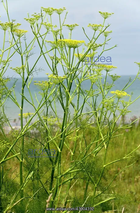 : Fennel - garden culinary herb : Fennel - garden culinary herb