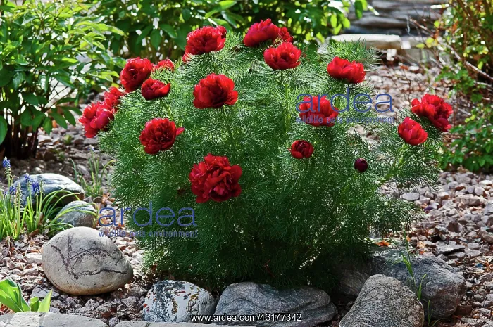 : Fennel-leaved peony, Paeonia tenuifolia Rubra Flora : Fennel-leaved peony, Paeonia tenuifolia Rubra Flora