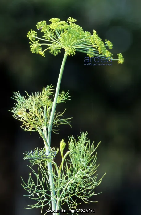  : Fennel seed