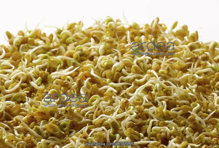 : Fenugreek, Trigonella foenum-graecum : Fenugreek, Trigonella foenum-graecum