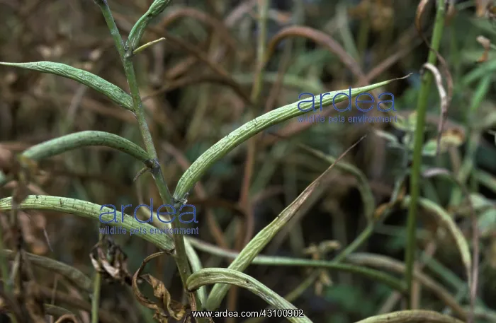 : Fenugreek (Trigonella foenum-graecum) : Fenugreek (Trigonella foenum-graecum)