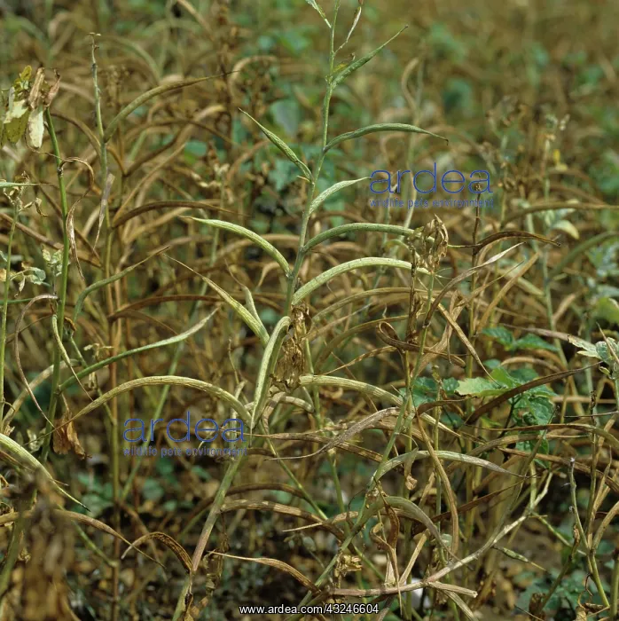 : Fenugreek (Trigonella foenum-graecum) : Fenugreek (Trigonella foenum-graecum)