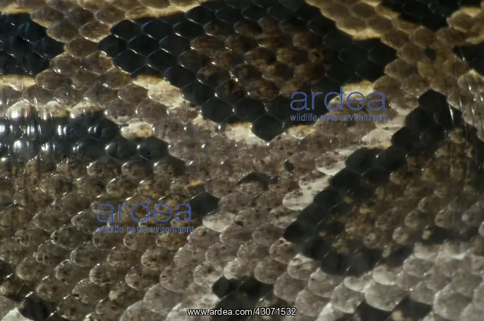 : Fer-de-lance : Fer-de-lance