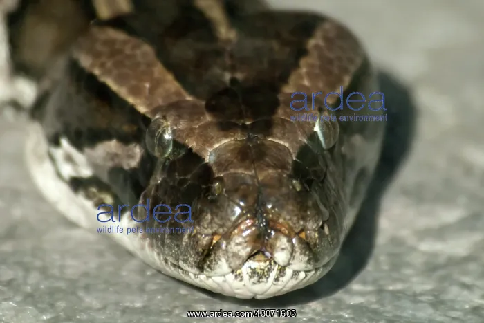 : Fer-de-lance : Fer-de-lance