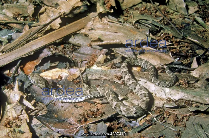 : Fer-de-Lance : Fer-de-Lance