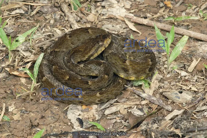 : Fer-de-lance : Fer-de-lance