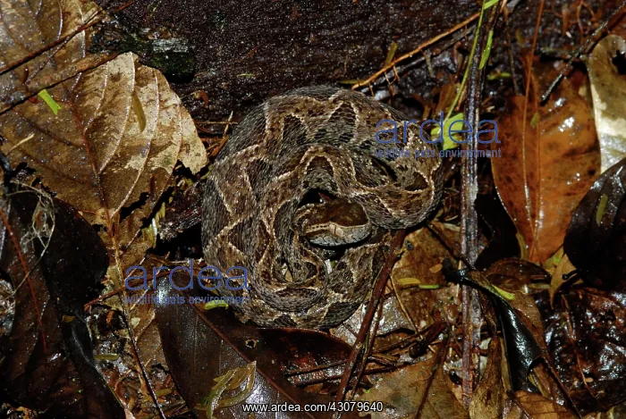 : Fer-de-Lance : Fer-de-Lance