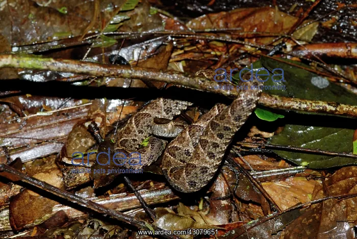 : Fer-de-Lance : Fer-de-Lance