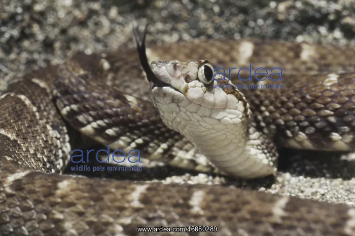 : Fer-de-lance : Fer-de-lance