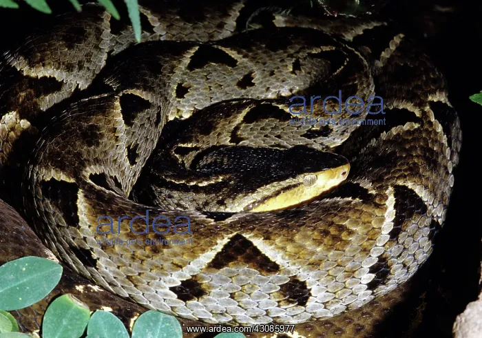 : Fer-de-lance : Fer-de-lance