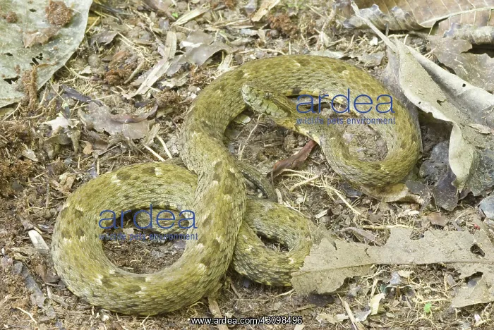 : The Fer-de-lance : The Fer-de-lance