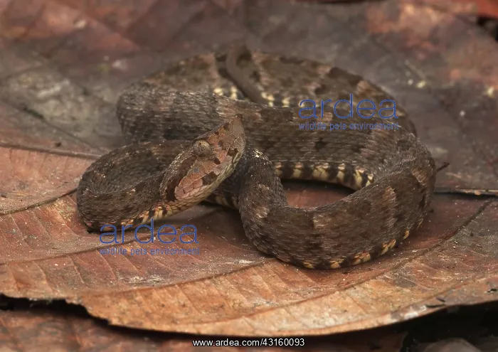 : Fer-de-lance : Fer-de-lance