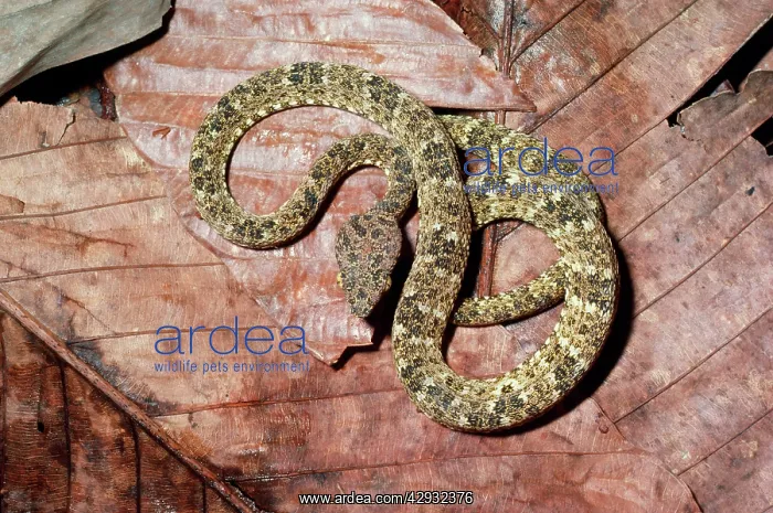 : Fer-De-Lance Snake : Fer-De-Lance Snake
