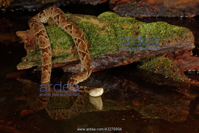  : Fer-de-lance Snake Bothrops asper Boco Tapada, Costa Rica RE