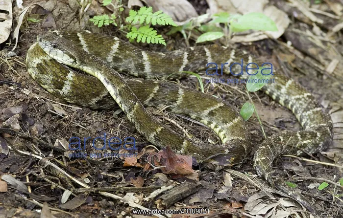: Fer-de-lance Snake (Bothrops atrox) : Fer-de-lance Snake (Bothrops atrox)