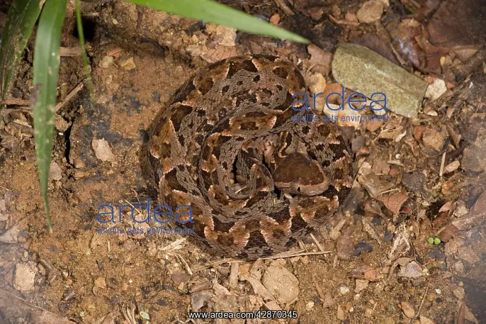 : Fer-de-Lance snake - coiled, an aggressive and : Fer-de-Lance snake - coiled, an aggressive and