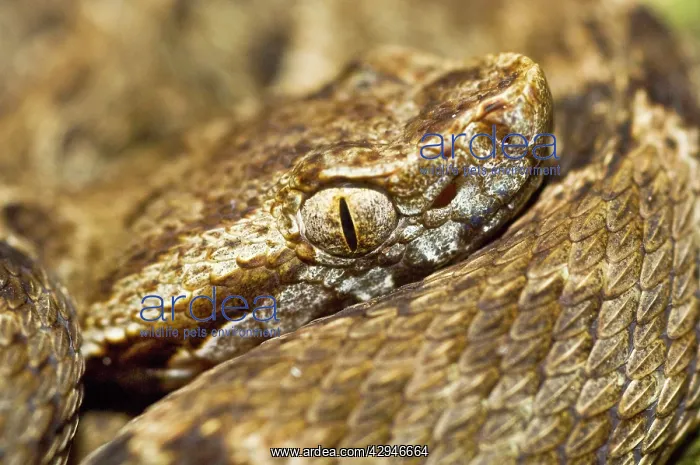 : Fer-de-lance - venomous snake - close up of head : Fer-de-lance - venomous snake - close up of head