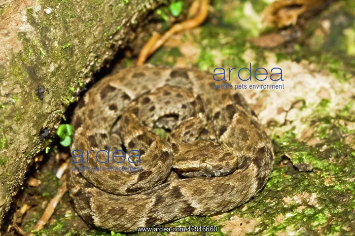 : Fer-de-lance - venomous snake - resting on path : Fer-de-lance - venomous snake - resting on path