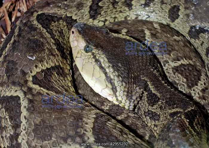 : Fer de Lance : Fer de Lance