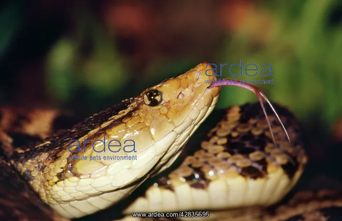  : Fer de Lance Snake - showing tongue