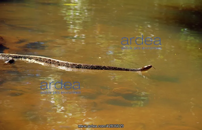 : Fer de Lance SNAKE - in water : Fer de Lance SNAKE - in water