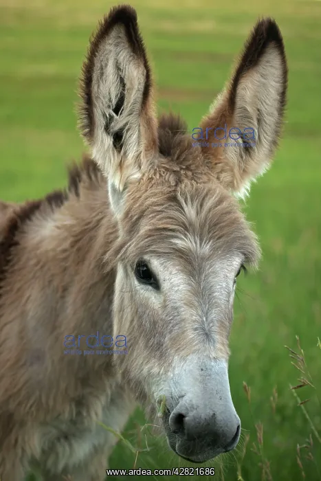 : Feral Burro / Donkey : Feral Burro / Donkey