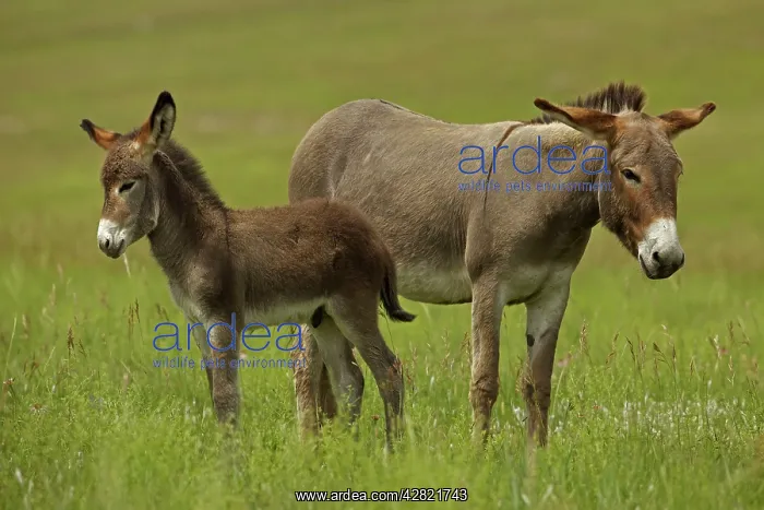 : Feral Burro / Donkey : Feral Burro / Donkey