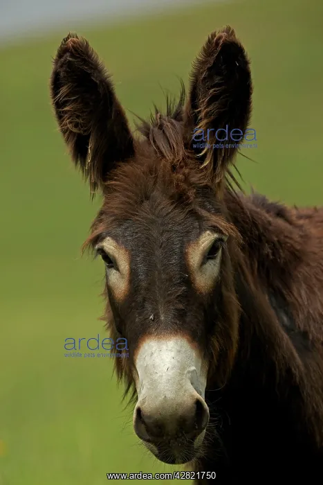 : Feral Burro / Donkey : Feral Burro / Donkey