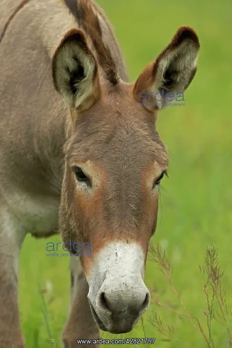 : Feral Burro / Donkey : Feral Burro / Donkey