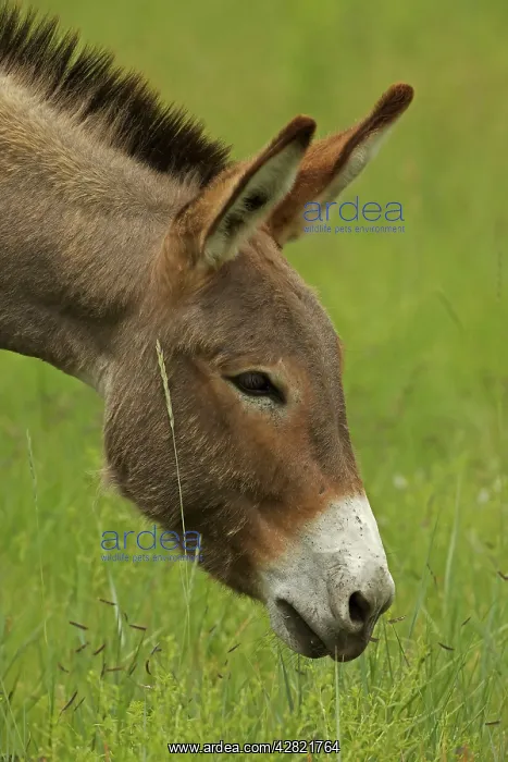 : Feral Burro / Donkey : Feral Burro / Donkey