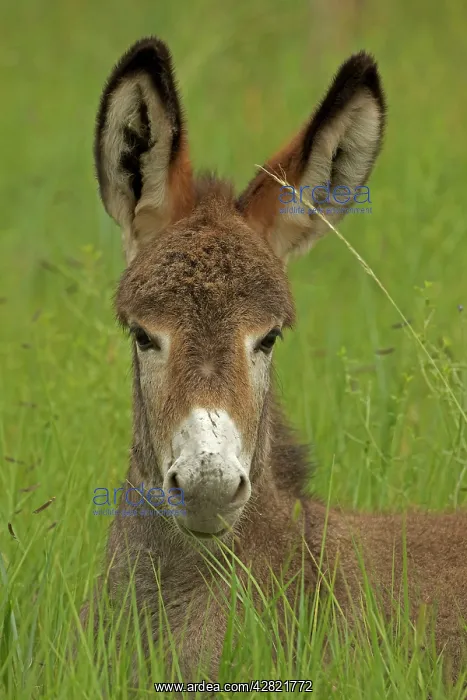 : Feral Burro / Donkey : Feral Burro / Donkey
