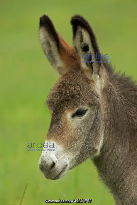 : Feral Burro / Donkey : Feral Burro / Donkey