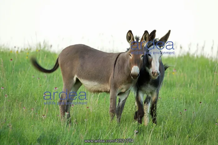 : Feral Burro / Donkey : Feral Burro / Donkey