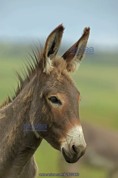  : Feral Burro  /  Donkey