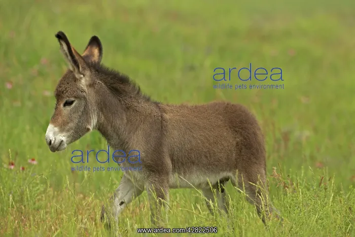 : Feral Burro / Donkey : Feral Burro / Donkey