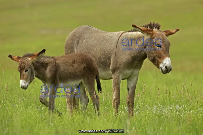 : Feral Burro / Donkey : Feral Burro / Donkey