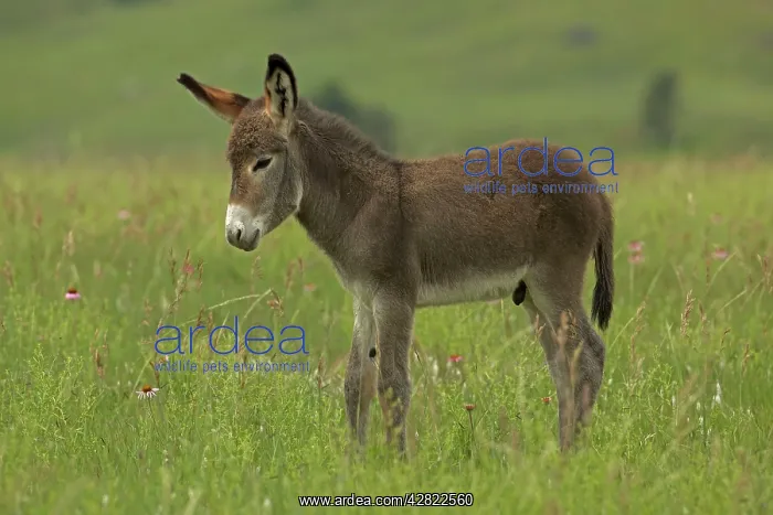: Feral Burro / Donkey : Feral Burro / Donkey