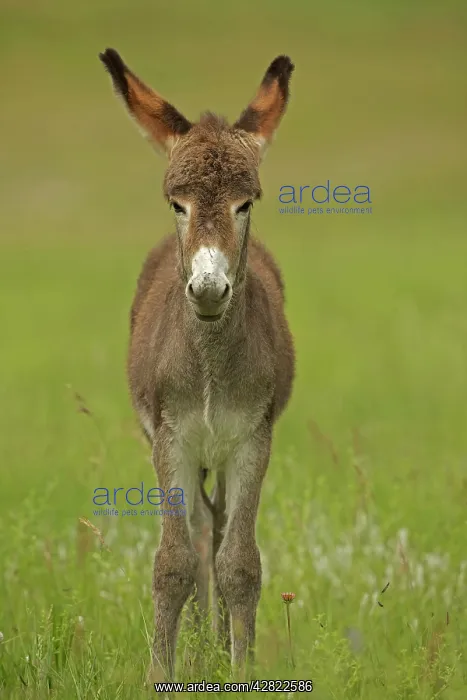  : Feral Burro  /  Donkey