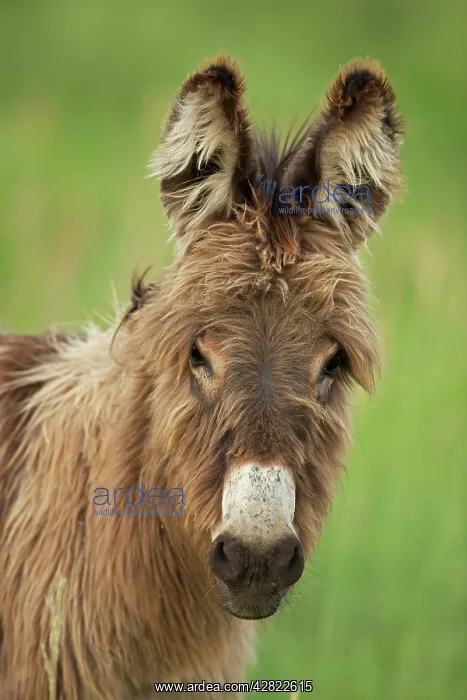 : Feral Burro / Donkey : Feral Burro / Donkey