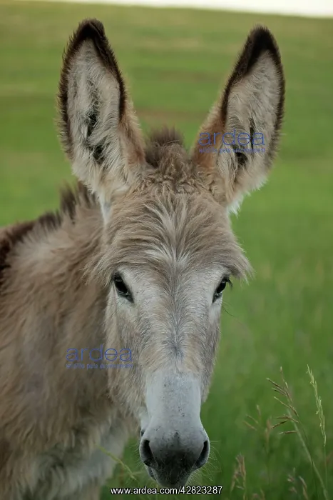 : Feral Burro / Donkey : Feral Burro / Donkey
