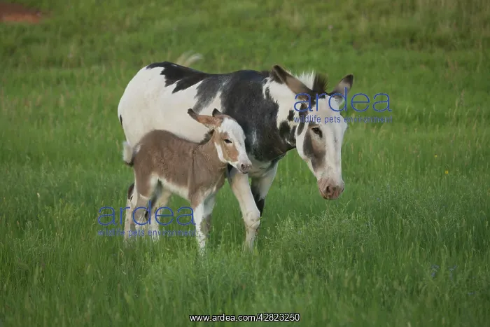 : Feral Burro / Donkey - Custer State Park : Feral Burro / Donkey - Custer State Park