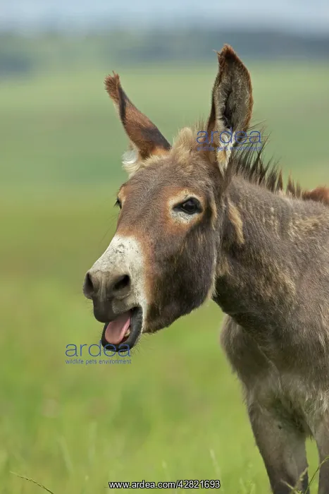  : Feral Burro  /  Donkey - with mouth open